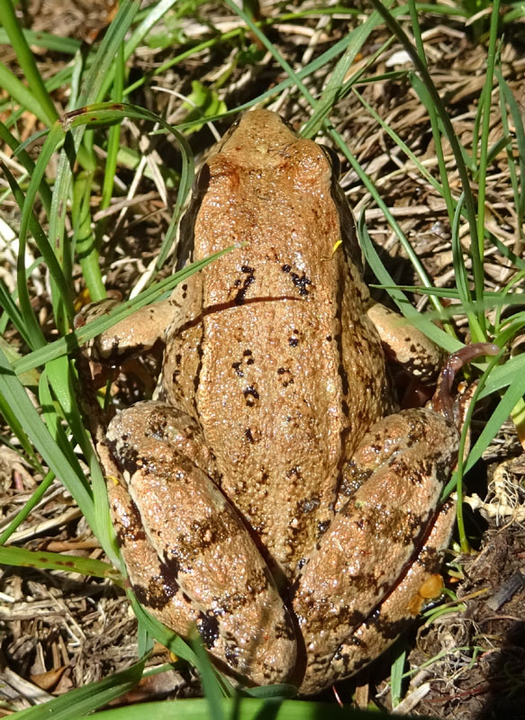 Rana temporaria